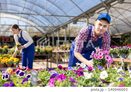 Flower greenhouse male worker takes care of petunia flowers 140946003