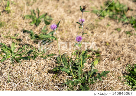 ノアザミの花 ノアザミの花 140946067