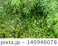 可愛いヨメナの花 140946078