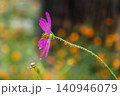 可憐なコスモスに水滴 140946079
