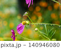 可憐なコスモスに水滴 140946080