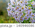朝露に濡れるシオンの花 140946086