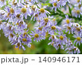 朝露に濡れるシオン 140946171