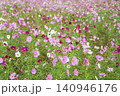 一面に咲き誇るコスモス 140946176