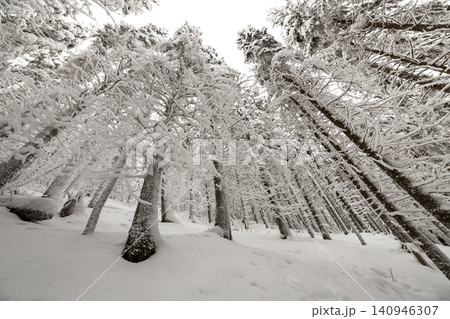 Beautiful winter picture. Tall spruce trees covered with deep snow and frost on clear sky background. Happy New Year and Merry Christmas greeting card. 140946307
