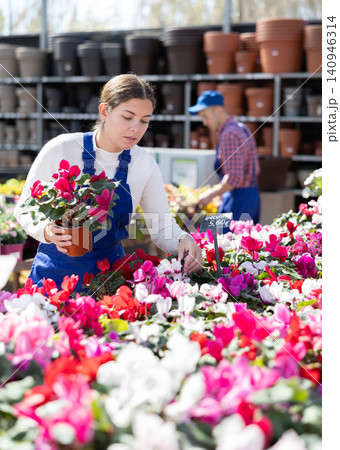Gardening female worker in overall inspects young cyclamen plants after treatment with antifungal drugs. Care, supervision, fungicides Gardening female worker in overall inspects young cyclamen plants after treatment with antifungal drugs. Care, supervision, fungicides 140946314