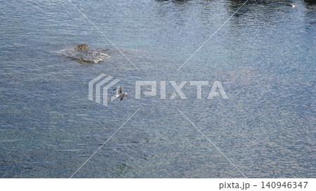 海上を飛ぶウミネコと岩とテトラポット 海上を飛ぶウミネコと岩とテトラポット 140946347
