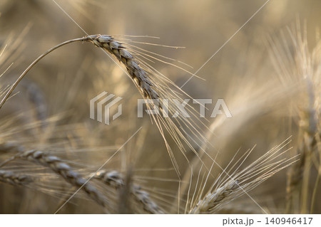 Close-up of warm colored golden yellow ripe focused wheat heads on sunny summer day on soft blurred foggy meadow wheat field light brown background. Agriculture, farming and rich harvest concept. Close-up of warm colored golden yellow ripe focused wheat heads on sunny summer day on soft blurred foggy meadow wheat field light brown background. Agriculture, farming and rich harvest concept. 140946417