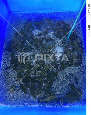 Seaweed water blue tank bubble wet aquatic texture Seaweed water blue tank bubble wet aquatic texture 140946456