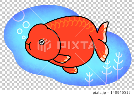 Red Ranchu goldfish and background illustration Red Ranchu goldfish and background illustration 140946515