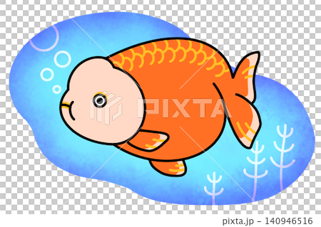 Ranchu goldfish and background illustration Ranchu goldfish and background illustration 140946516