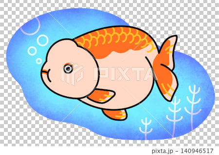 Ranchu goldfish and background illustration Ranchu goldfish and background illustration 140946517