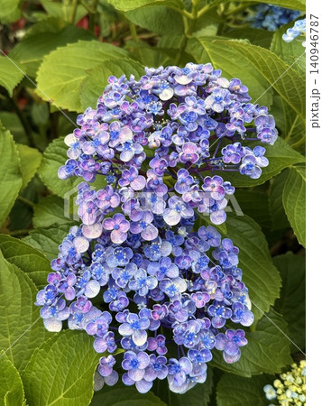 紫陽花クローズアップ 140946787