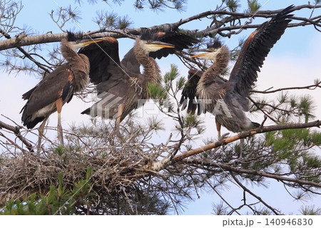 Great blue heron babies fighting on a pine branch, Quebec, Canada, Quebec, Canada Great blue heron babies fighting on a pine branch, Quebec, Canada, Quebec, Canada 140946830