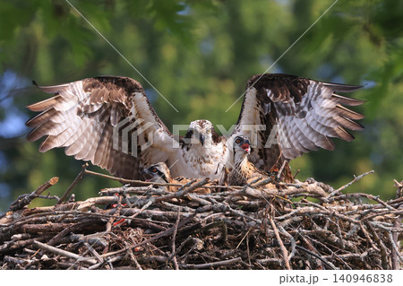Mother Osprey protecting her two babies into the nest on a border of Saint Lawrence River, Ontario, Canada Mother Osprey protecting her two babies into the nest on a border of Saint Lawrence River, Ontario, Canada 140946838