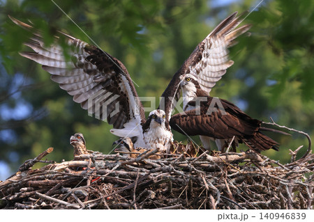 Osprey Family into the nest on a border of Saint Lawrence River, Ontario, Canada Osprey Family into the nest on a border of Saint Lawrence River, Ontario, Canada 140946839
