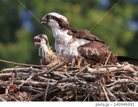 Mother Osprey with her baby into the nest on a border of Saint Lawrence River, Ontario, Canada Mother Osprey with her baby into the nest on a border of Saint Lawrence River, Ontario, Canada 140946891