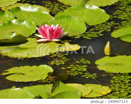水面に浮かぶ赤い色の睡蓮の花と蕾 水面に浮かぶ赤い色の睡蓮の花と蕾 140947123