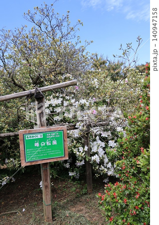 舘林市つつじが岡公園の名木峰の松風 舘林市つつじが岡公園の名木峰の松風 140947158