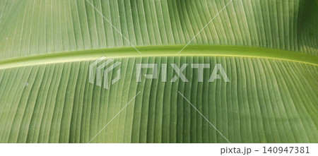 A close-up macro shot of a fresh green banana leaf, highlighting its distinctive veins and smooth, parallel texture. 140947381