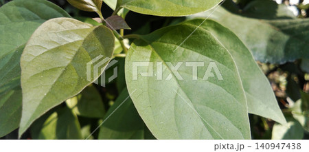 Fresh green leaves illuminated by natural sunlight. Fresh green leaves illuminated by natural sunlight. 140947438