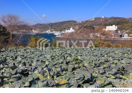 瀬戸内の離島「前島(まえじま)」の広大なキャベツ畑 瀬戸内の離島「前島(まえじま)」の広大なキャベツ畑 140948104