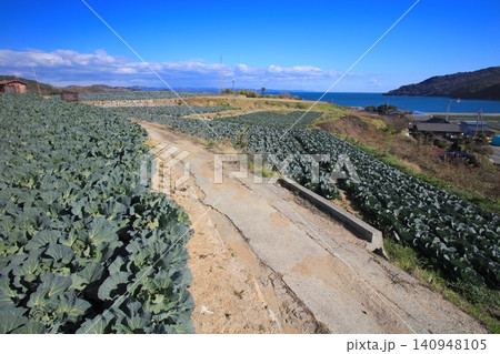 瀬戸内の離島「前島(まえじま)」の広大なキャベツ畑 瀬戸内の離島「前島(まえじま)」の広大なキャベツ畑 140948105