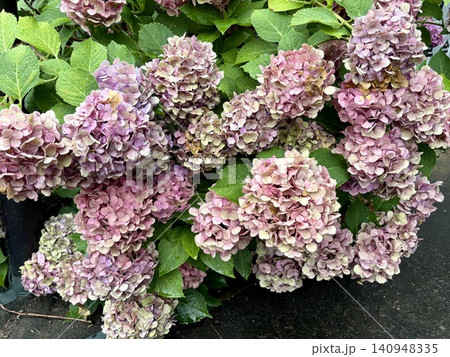 見頃を過ぎてくすみカラーに変色した紫陽花の花 見頃を過ぎてくすみカラーに変色した紫陽花の花 140948335