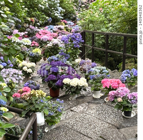奈良県長谷寺の色とりどりで咲き誇る紫陽花回廊 奈良県長谷寺の色とりどりで咲き誇る紫陽花回廊 140948362