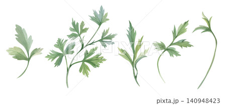 Hand-drawn watercolor greenery set with various leaves and botanical stems, herbals, isolated on white background for elegant floral and kitchen menu designs, herbal tea, cosmetics packaging Hand-drawn watercolor greenery set with various leaves and botanical stems, herbals, isolated on white background for elegant floral and kitchen menu designs, herbal tea, cosmetics packaging 140948423