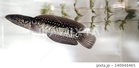 An exotic snakehead fish (Channa sp.) with a white-spotted pattern in a freshwater aquarium. An exotic snakehead fish (Channa sp.) with a white-spotted pattern in a freshwater aquarium. 140948465