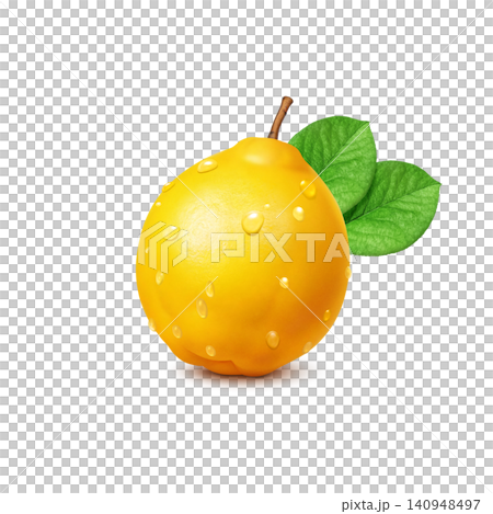 カリン イラスト リアル かりん 140948497