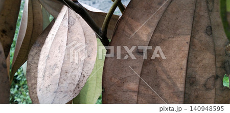 A close-up photo of a dry, brown tropical leaf on a tree branch, set against a natural textured background. A close-up photo of a dry, brown tropical leaf on a tree branch, set against a natural textured background. 140948595