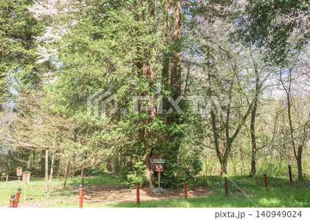桜に囲まれる天海大僧正御手植え桧 伊佐須美神社 福島県 桜に囲まれる天海大僧正御手植え桧 伊佐須美神社 福島県 140949024