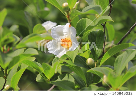 可憐な夏椿(ナツツバキ)の花とつぼみ 可憐な夏椿(ナツツバキ)の花とつぼみ 140949032