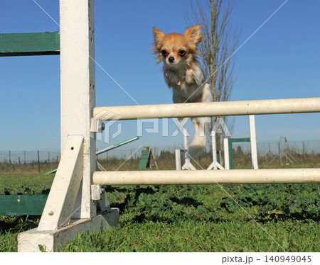 chihuahua training for agility 140949045