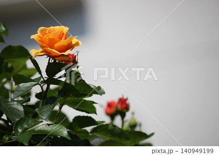 薔薇園にバラの花が咲いています 薔薇園にバラの花が咲いています 140949199
