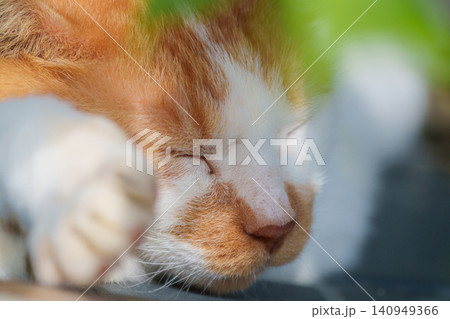 昼寝する猫 昼寝する猫 140949366