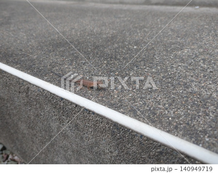 道路の白線付近を歩くニホンカナヘビ 道路の白線付近を歩くニホンカナヘビ 140949719
