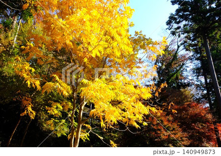 【神奈川県】黄色に紅葉したムクロジ 【神奈川県】黄色に紅葉したムクロジ 140949873