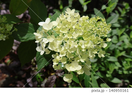 ライムグリーンから白に変化するノリウツギの花 ライムグリーンから白に変化するノリウツギの花 140950161