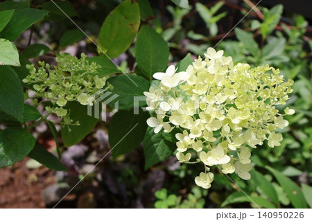 ライムグリーンから白に変化するノリウツギの花 ライムグリーンから白に変化するノリウツギの花 140950226