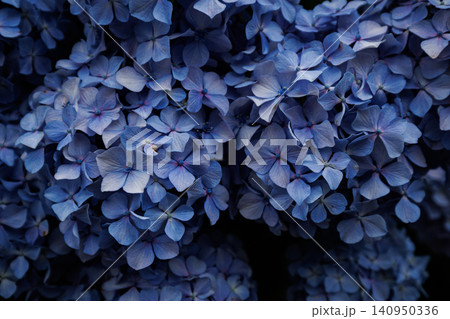 紫陽花 紫陽花 140950336