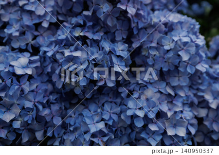 紫陽花 紫陽花 140950337