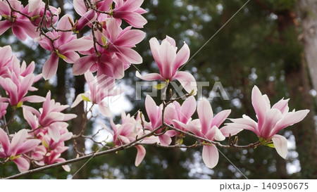 赤紫色のグラデーションが見事な木蓮の花 赤紫色のグラデーションが見事な木蓮の花 140950675