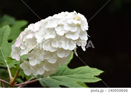 白いかしわば紫陽花 白いかしわば紫陽花 140950698