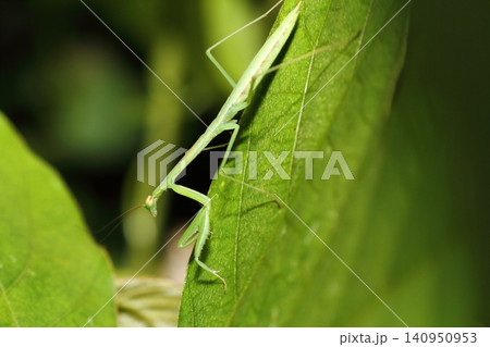 カマキリの幼虫のクローズアップ(オオカマキリと思われる) カマキリの幼虫のクローズアップ(オオカマキリと思われる) 140950953