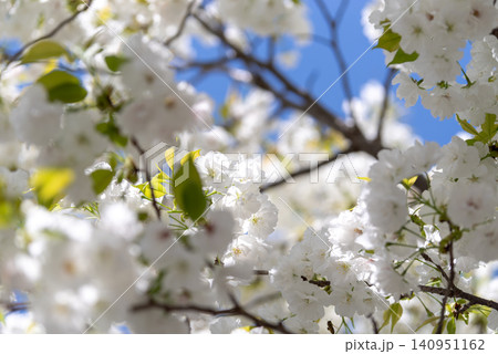 青空と満開の千原桜 140951162