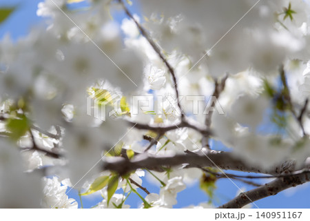 青空と満開の千原桜 140951167