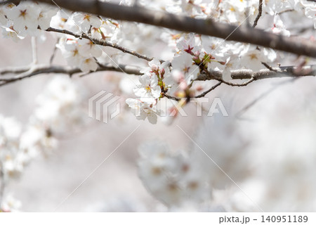 満開のソメイヨシノ 日本の桜 満開のソメイヨシノ 日本の桜 140951189